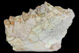 Oreodont Jaw Section With Teeth - South Dakota #81945-1